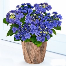 Mother'S Day Hydrangea Himiko (Blue)