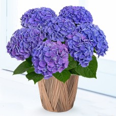 Mother'S Day Hydrangea Xian (Blue)
