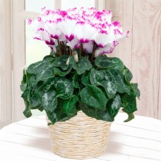 Cyclamen Victoria