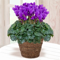 Cyclamen Serenadia Aroma Blue