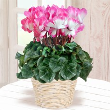Cyclamen Lapin Pink