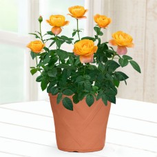 Mother'S Day Rose Juicy Terrazza