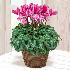 Cyclamen Harios Curly Magenta
