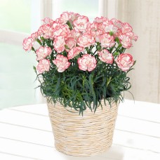 Happy Multicolored Carnation Bowl (Pink)