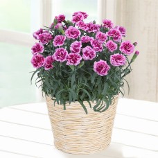 Happy Multicolored Carnation Bowl (Purple)