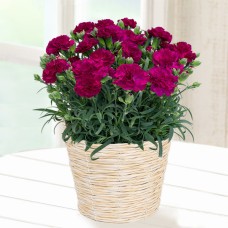 Happy Purple Carnation Bowl
