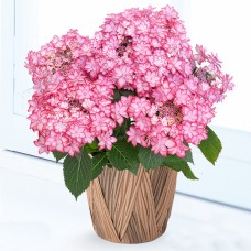 Mother'S Day Hydrangea Doll Festival (Pink)