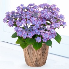 Mother'S Day Hydrangea Doll'S Festival (Blue)