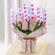 Midi Phalaenopsis Stripe 3 Stands (Chiyogami Wrapping)