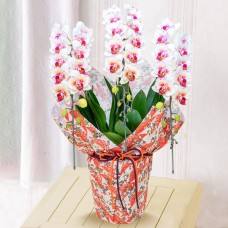 Midi Phalaenopsis Miracle 3 Stands (Chiyogami Wrapping)