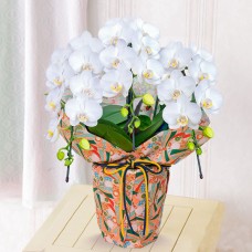 Midi Phalaenopsis White Variety 3 Stands (Chiyogami Wrapping)
