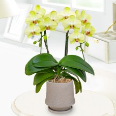 Midi Phalaenopsis Fortune 2 Stands (Pottery Bowl)