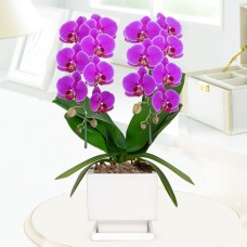 Midi Phalaenopsis Orchid Dark Pink 2 Stand (Pottery Bowl)
