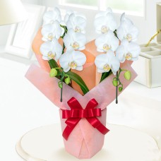Midi Phalaenopsis White Series (Wrapping)