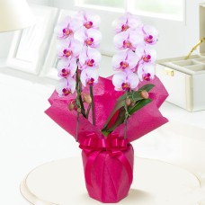 Midi Phalaenopsis Pink 2 Stands (Wrapping)