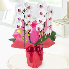Midi Phalaenopsis White-Red 2 Stands (Wrapping)