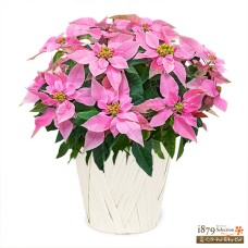 princetia pink white