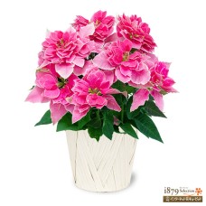 Princetia Rosa