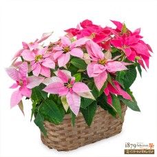 Princetia two-color pot