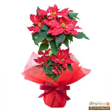 Poinsettia stand style (jingle)