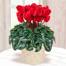 cyclamen red reble