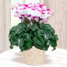 cyclamen victoria