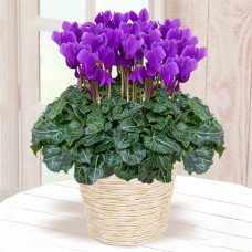 cyclamen serenadia aroma blue