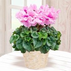 cyclamen falbala rose