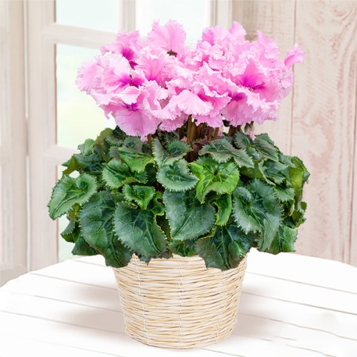 cyclamen falbala rose