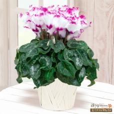 cyclamen victoria