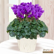 Cyclamen Serenadia Aroma Blue
