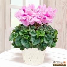 cyclamen falbala rose