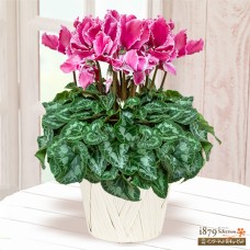 Cyclamen Halios Curly Magenta