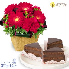 Red gerbera arrangement and [Kakonoki] enchanting Sachertorte (3 pieces)