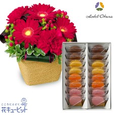 Red gerbera arrangement and [Hotel Okura] caramel sandwich cookie