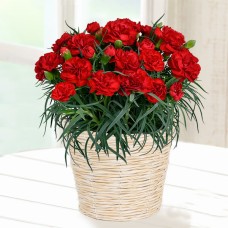 Happy Red Carnation Bowl