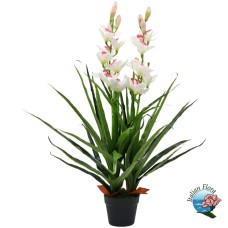 White cymbidium orchid plant (Deluxe)