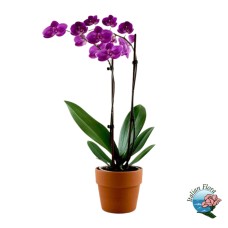 Dark purple orchid plant (Refined)