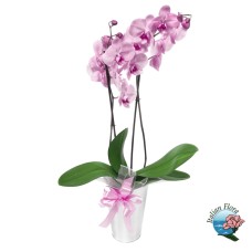 Pale pink orchid plant (Deluxe)