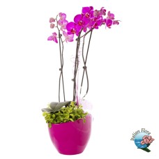 Purple orchid plant (Deluxe)
