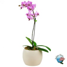 Pink orchid plant (Refined)