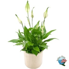 Spatiphyllum plant (Refined)