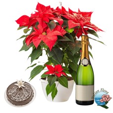 Red Poinsettia with choco cake and sparkling wine (Deluxe)