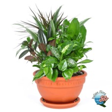 Composition of green plants (Elegant)