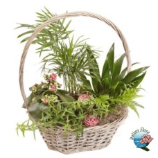 Basket of green plants (Deluxe)