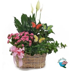 Composition of flowering plants (Refined)