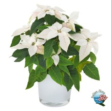 White Poinsettia (Deluxe)