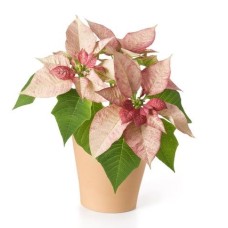 Pink Poinsettia (Elegant)