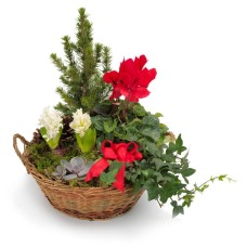 Basket arrangement of green and blooming plants (Refined)