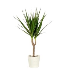 Green Plant (Deluxe)